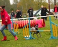 agility thai ridgeback dog