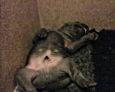 thai ridgeback puppies