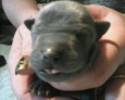 thai ridgeback puppies