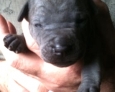 thai ridgeback puppies