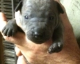 thai ridgeback puppies