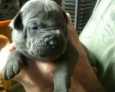 thai ridgeback puppies