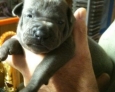 thai ridgeback puppies