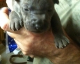 thai ridgeback puppies