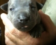 thai ridgeback puppies