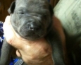 thai ridgeback puppies