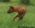 Thai Ridgeback Dog