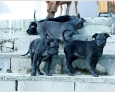 thai ridgeback puppies