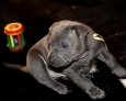 blue thai ridgeback pups