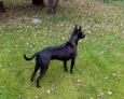 black thai ridgebackdog