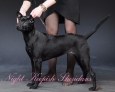 thai ridgeback puppy for sale