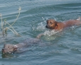 Swimming Thai Ridgeback 