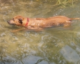 Swimming Thai Ridgeback 