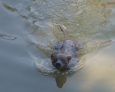 Swimming Thai Ridgeback 