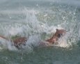 Swimming Thai Ridgeback 