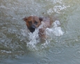 Swimming Thai Ridgeback 