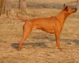 thai ridgeback dog red