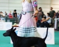 thai ridgeback dog black