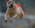 thai ridgeback dog