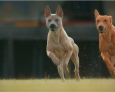 thai ridgeback dog