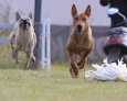 thai ridgeback dog