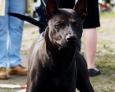 thai ridgeback dog dog shows