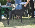 thai ridgeback dog