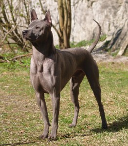 Thai Ridgeback