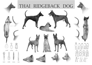 breed thai ridgeback