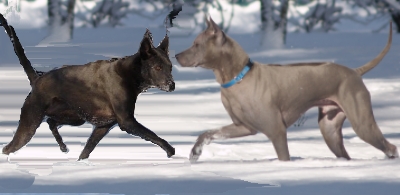 Thai ridgeback