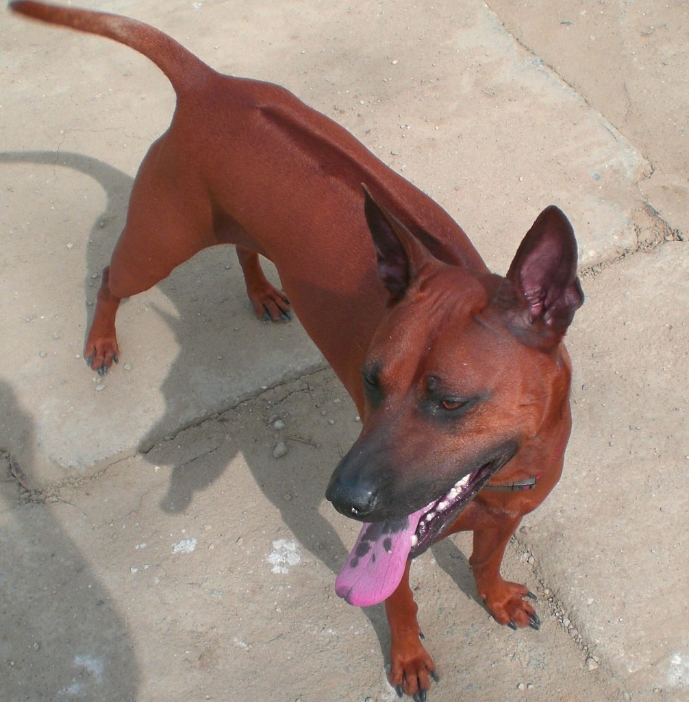 Мой тайский риджбек - Бекки! | Thai Ridgeback