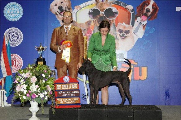 thai ridgeback dog