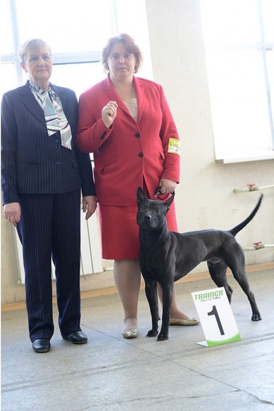 thai ridgeback dog